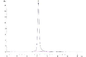 The purity of Human SIRP Beta is greater than 95 % as determined by SEC-HPLC.