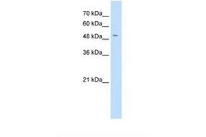 Image no. 1 for anti-Solute Carrier Family 18 (Vesicular Monoamine Transporter), Member 2 (SLC18A2) (AA 91-140) antibody (ABIN6738097)
