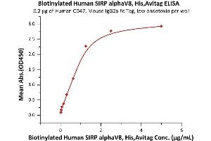Immobilized Human CD47, Mouse IgG2a Fc Tag, low endotoxin (ABIN4949089,ABIN4949090) at 2 μg/mL (100 μL/well) can bind Biotinylated Human SIRP alphaV8, His,Avitag (ABIN6973269) with a linear range of 0.