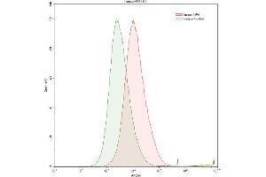 Detection of HPSE in HepG2 human hepatocellular carcinoma cell line using Polyclonal Antibody to Heparanase (HPSE) (HPSE 抗体  (AA 34-115))