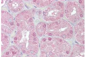 Anti-FOXD1 antibody IHC staining of human kidney. (FOXD1 抗体  (AA 453-465))