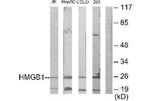 Western blot analysis of extracts from Jurkat cells, HepG2 cells, COLO205 cells and 293 cells, using HMGB1 antibody. (HMGB1 抗体)