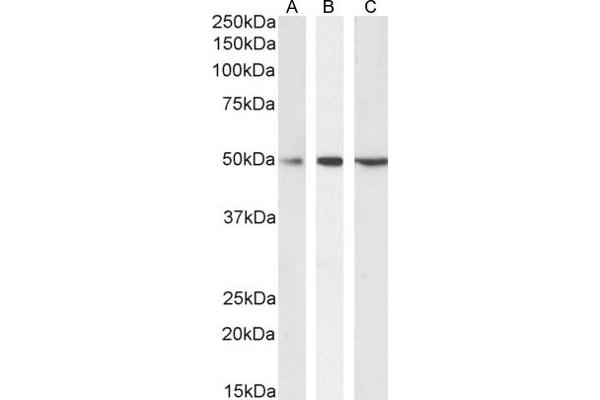 Septin 6 抗体  (Internal Region)