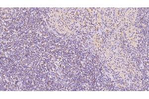 Detection of ANXA5 in Human Spleen Tissue using Monoclonal Antibody to Annexin V (ANXA5)