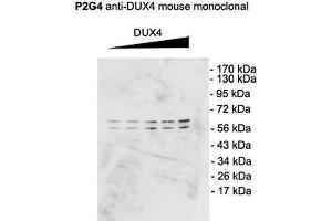 Western Blot analysis of Mouse C2C12 cell lysate showing detection of DUX4 protein using Mouse Anti-DUX4 Monoclonal Antibody, Clone P2B1 . (DUX4 抗体  (C-Term) (Atto 390))