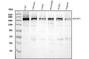 Western blot analysis of IQGAP1 using anti-IQGAP1 antibody (ABIN7600509).