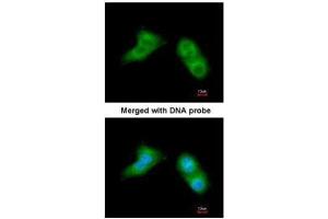 ICC/IF Image Immunofluorescence analysis of paraformaldehyde-fixed A549, using UBE2G2, antibody at 1:200 dilution. (UBE2G2 抗体)