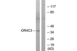 Western Blotting (WB) image for anti-Olfactory Receptor, Family 4, Subfamily C, Member 3 (OR4C3) (AA 196-245) antibody (ABIN2891000) (OR4C3 抗体  (AA 196-245))