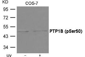 Western Blotting (WB) image for anti-Protein tyrosine Phosphatase, Non-Receptor Type 1 (PTPN1) (pSer50) antibody (ABIN7138636)