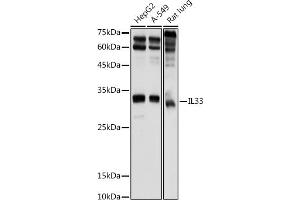 Western blot analysis of extracts of various cell lines, using IL33 antibody (ABIN6128136, ABIN6142383, ABIN6142385 and ABIN6224121) at 1:1000 dilution. (IL-33 抗体  (AA 95-270))