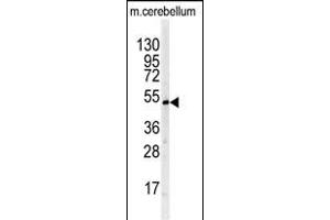 Western blot analysis of BTBD1 antibody (Center) (ABIN391491 and ABIN2841458) in mouse cerebellum tissue lysates (35 μg/lane). (BTBD1 抗体  (AA 295-322))