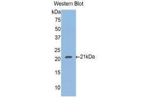 Western Blotting (WB) image for anti-Hemochromatosis Type 2 (Juvenile) (HFE2) (AA 234-416) antibody (ABIN1175334) (HFE2 抗体  (AA 234-416))