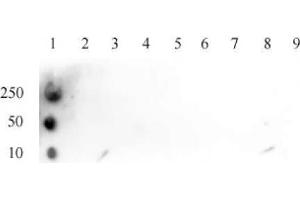 Histone H3K4ac antibody (pAb) tested by dot blot analysis. (Histone 3 抗体  (H3K4ac))