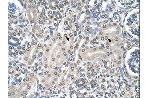 Image no. 1 for anti-serine Hydroxymethyltransferase 2 (Mitochondrial) (SHMT2) (AA 401-450) antibody (ABIN6738215) (SHMT2 抗体  (AA 401-450))