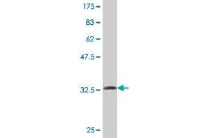 Western Blot detection against Immunogen (36. (PFKP 抗体  (AA 692-783))