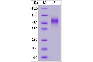 Biotinylated Human NKG2C&CD94, His,Avitag on  under reducing (R) condition.