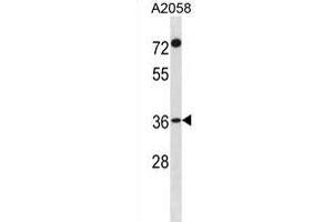 F110A Antibody (N-term) (ABIN1881329 and ABIN2839079) western blot analysis in  cell line lysates (35 μg/lane). (FAM110A 抗体  (N-Term))