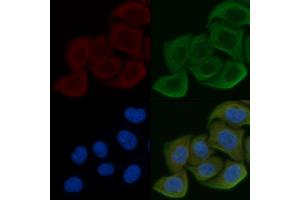 ABIN6257352 and ABIN6275243 staining Hela cells by IF/ICC. (MRPL39 抗体  (C-Term))