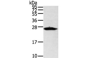 Western Blot analysis of Mouse heart tissue using VDAC3 Polyclonal Antibody at dilution of 1/400 (VDAC3 抗体)