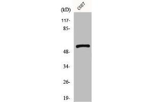 Western Blot analysis of COS7 cells using GPR101 Polyclonal Antibody (F2RL1 抗体  (C-Term))