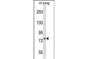 Western blot analysis in mouse lung tissue lysates (35ug/lane). (DNAJC10 抗体  (N-Term))