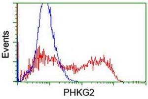 Image no. 2 for anti-phosphorylase Kinase, gamma 2 (Testis) (PHKG2) (AA 1-216) antibody (ABIN1490612)
