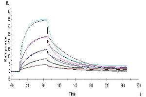 Surface Plasmon Resonance (SPR) image for Programmed Cell Death 1 (PDCD1) (AA 25-167) protein (Fc Tag) (ABIN7275423)