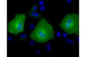 Anti-AK5 mouse monoclonal antibody (ABIN2452720) immunofluorescent staining of COS7 cells transiently transfected by pCMV6-ENTRY AK5 (RC222241). (Adenylate Kinase 5 抗体)