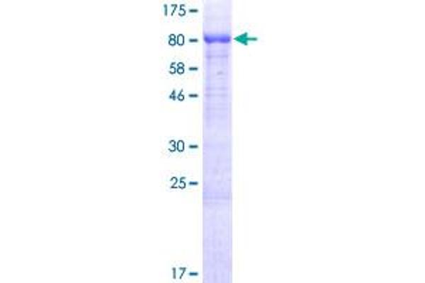 Isthmin 2 Protein (ISM2) (AA 1-483) (GST tag)