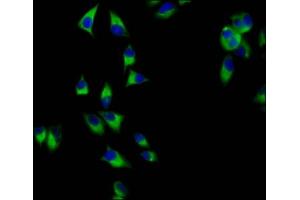 Immunofluorescence staining of Hela cells with ABIN7165044 at 1:200, counter-stained with DAPI. (AMN 抗体  (AA 25-163))
