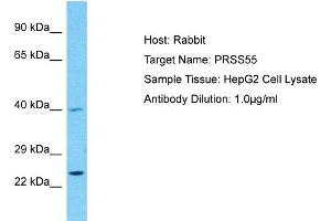 Host: Rabbit Target Name: PRSS55 Sample Type: HepG2 Whole Cell lysates Antibody Dilution: 1. (PRSS55 抗体  (C-Term))