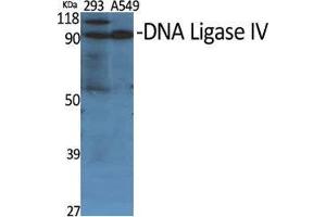Western Blot (WB) analysis of specific cells using DNA Ligase IV Polyclonal Antibody. (LIG4 抗体  (Internal Region))