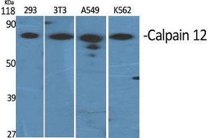 Western Blot (WB) analysis of specific cells using Calpain 12 Polyclonal Antibody.