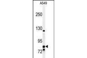 Western blot analysis of NR3C1 Antibody in A549 cell line lysates (35ug/lane) (Glucocorticoid Receptor 抗体  (C-Term))