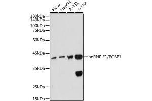 Western blot analysis of extracts of various cell lines, using hnRNP E1/hnRNP E1/PCBP1 antibody (ABIN7269448) at 1:1000 dilution. (PCBP1 抗体)