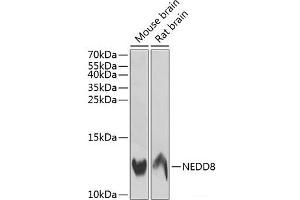 Western blot analysis of extracts of various cell lines using NEDD8 Polyclonal Antibody at dilution of 1:1000. (NEDD8 抗体)