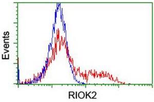 Image no. 6 for anti-RIO Kinase 2 (RIOK2) (AA 277-552) antibody (ABIN1491304) (RIOK2 抗体  (AA 277-552))