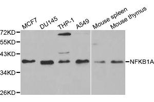 Western blot analysis of extracts of various cell lines, using NFKBIA antibody (ABIN5998339) at 1/1000 dilution. (NFKBIA 抗体)