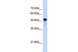 WB Suggested Anti-SEPT10(septin 10) Antibody Titration:  1. (Septin 10 抗体  (C-Term))