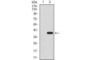 Western Blotting (WB) image for anti-Undifferentiated Embryonic Cell Transcription Factor 1 (UTF1) (AA 148-214) antibody (ABIN1098126)
