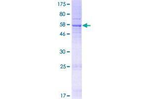 TMEM39B Protein (AA 1-365) (GST tag)