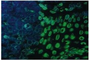 Image no. 1 for anti-Lamin A/C (LMNA) antibody (ABIN8071366)