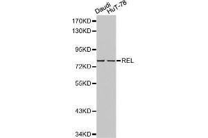 Western blot analysis of Daudi cell and HuT-78 cell lysate using REL antibody. (c-Rel 抗体  (AA 1-300))