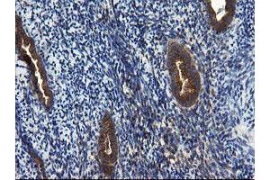 Image no. 11 for anti-CCR4-NOT Transcription Complex Subunit 4 (CNOT4) (AA 190-455) antibody (ABIN1491098)