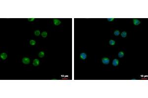 ICC/IF Image VPS37C antibody [N1], N-term detects VPS37C protein at cytoplasm by immunofluorescent analysis. (VPS37C 抗体  (N-Term))