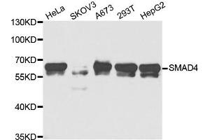 Western Blotting (WB) image for anti-SMAD Family Member 4 (SMAD4) antibody (ABIN1876858) (SMAD4 抗体)