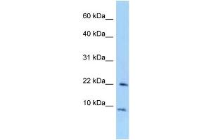 WB Suggested Anti-Tceal7 Antibody Titration: 1. (TCEAL7 抗体  (Middle Region))