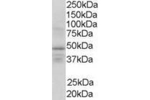 Image no. 1 for anti-Retinoid X Receptor, gamma (RXRG) (AA 213-226) antibody (ABIN298198) (Retinoid X Receptor gamma 抗体  (AA 213-226))