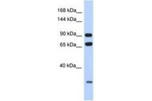 Image no. 1 for anti-Armadillo Repeat Containing 4 (ARMC4) (AA 60-109) antibody (ABIN6748050) (ARMC4 抗体  (AA 60-109))