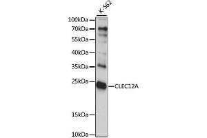 Western blot analysis of extracts of K-562 cells, using CLEC12A antibody. (CLEC12A 抗体  (AA 66-265))